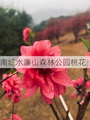 南城水濂山森林公园桃花