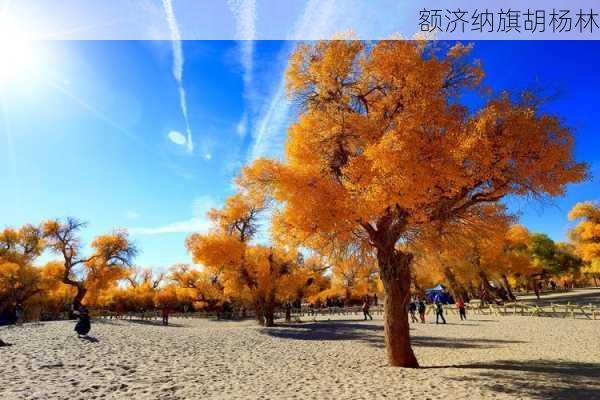 额济纳旗胡杨林