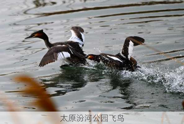 太原汾河公园飞鸟