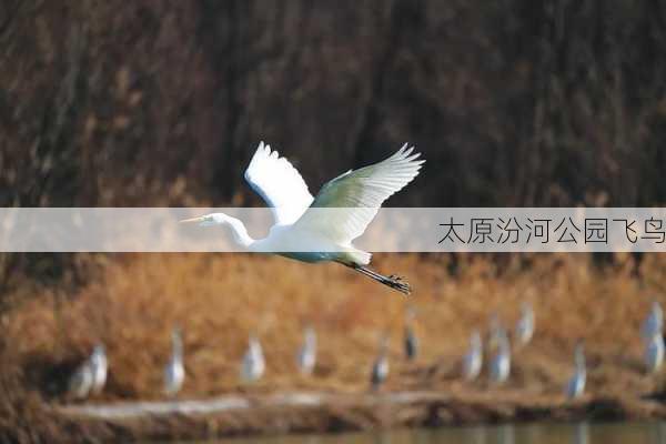 太原汾河公园飞鸟