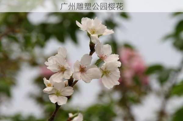 广州雕塑公园樱花